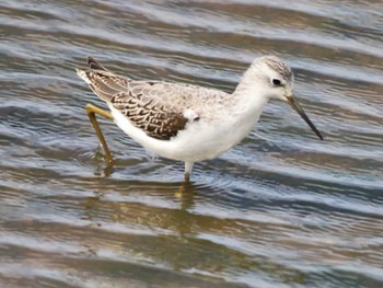 Marsh Sandpiper いしかり調整池(石狩調整池) Wed, 9/13/2023