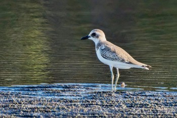 Greater Sand Plover Sambanze Tideland Sun, 9/10/2023