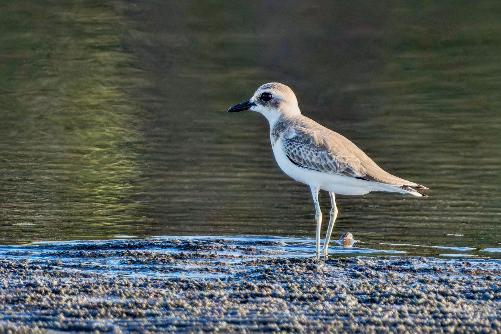 Photo of Greater Sand Plover at Sambanze Tideland by アポちん