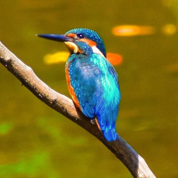 カワセミ 葛西臨海公園 2023年7月24日(月)