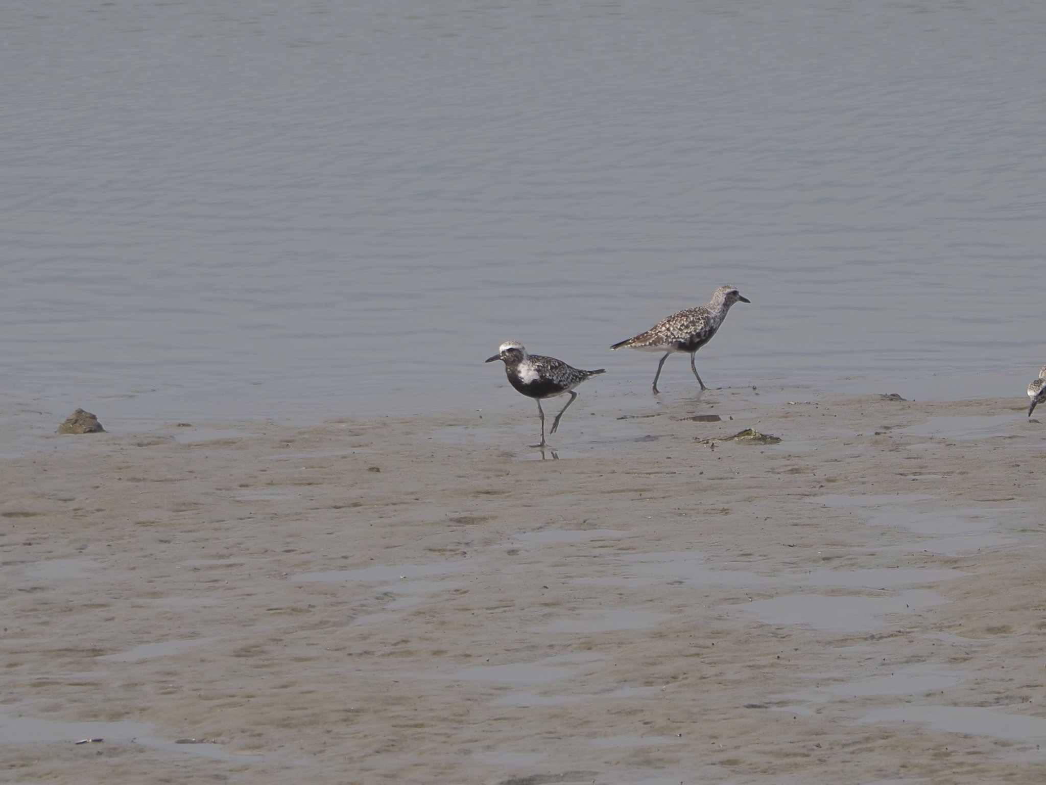 Photo of Grey Plover at Fujimae Tidal Flat by MaNu猫