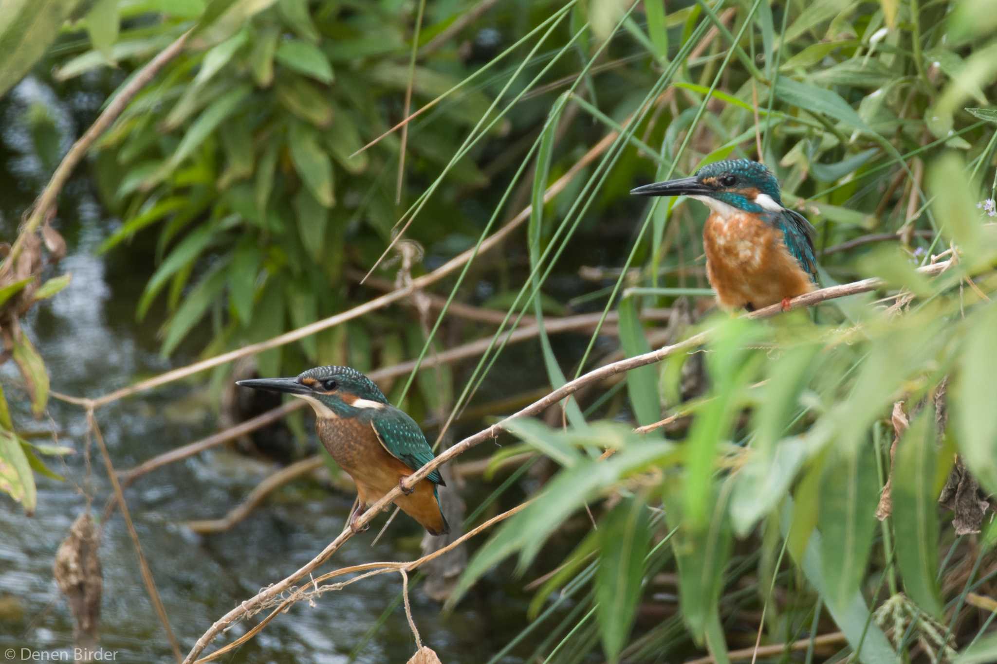 Photo of Common Kingfisher at 多摩川(狛江) by 田園Birder