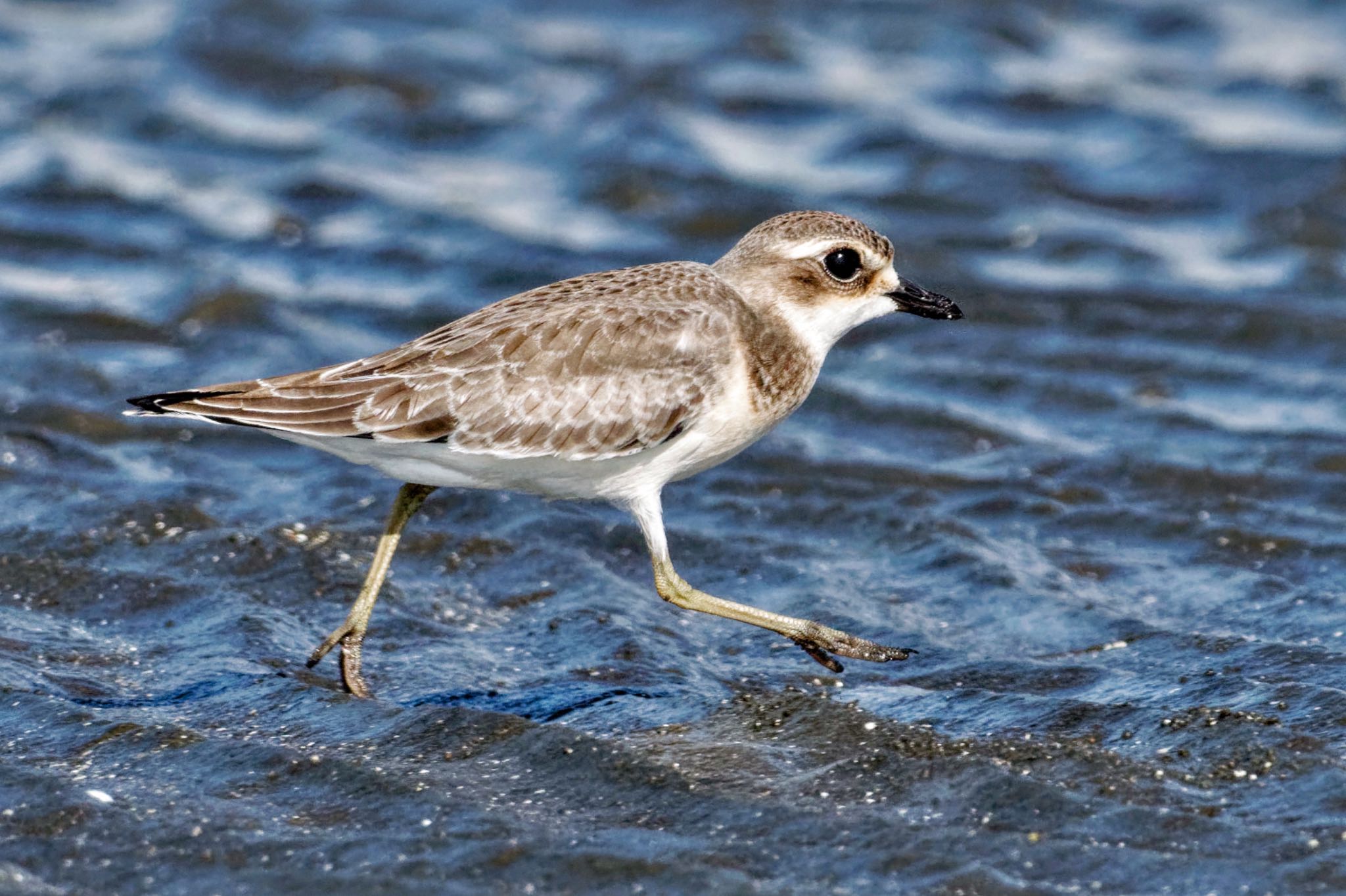 Siberian Sand Plover