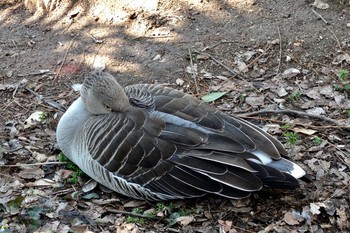 Greylag Goose