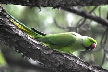 ワカケホンセイインコ 洗足池(大田区) 2023年9月6日(水)