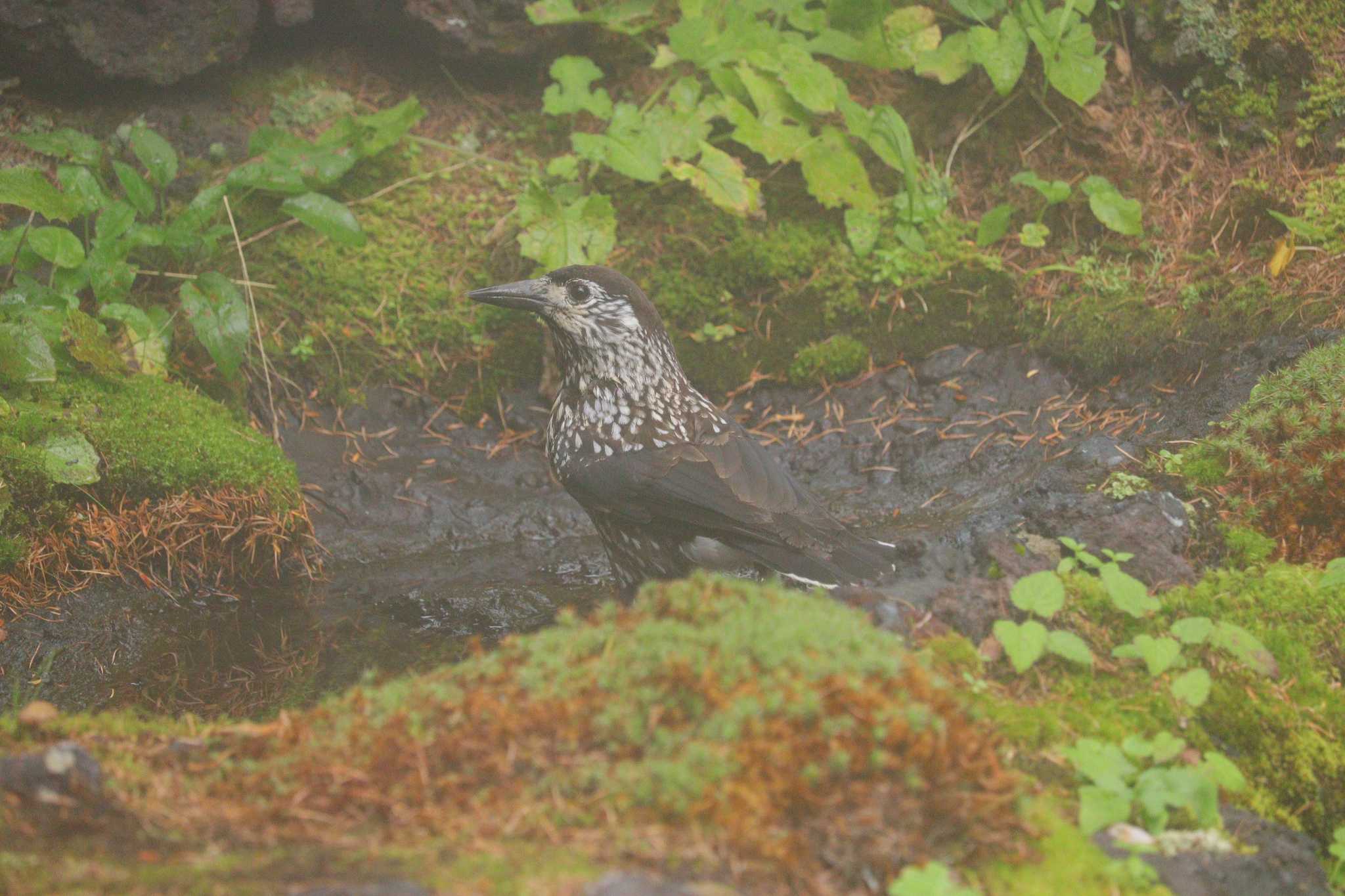 Spotted Nutcracker