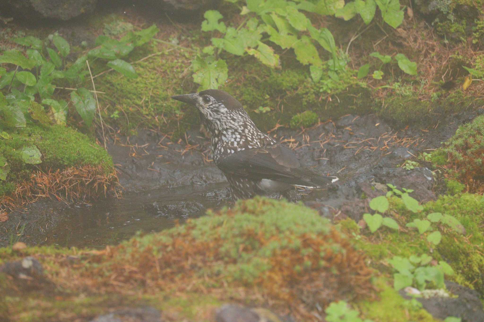 Spotted Nutcracker