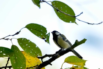 シジュウカラ 上野台公園（東海市） 2023年9月13日(水)