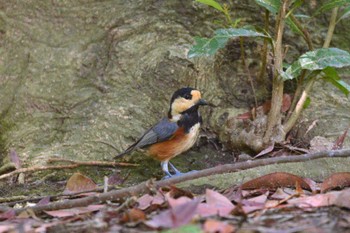 Varied Tit 上野台公園（東海市） Wed, 9/13/2023