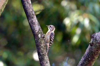 Japanese Pygmy Woodpecker 上野台公園（東海市） Wed, 9/13/2023