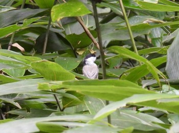 Willow Tit 岐阜県平湯 Tue, 9/12/2023