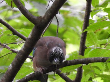 Eurasian Jay 岐阜県平湯 Tue, 9/12/2023