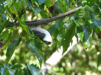 Eurasian Nuthatch 岐阜県平湯 Wed, 9/13/2023