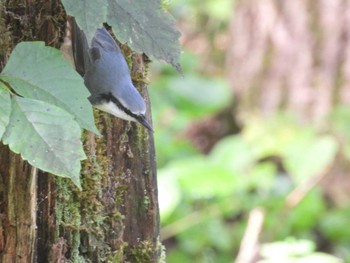 ゴジュウカラ 岐阜県平湯 2023年9月14日(木)