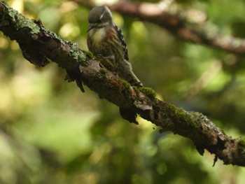 Japanese Pygmy Woodpecker 岐阜県平湯 Thu, 9/14/2023