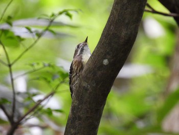 Japanese Pygmy Woodpecker 岐阜県平湯 Tue, 9/12/2023