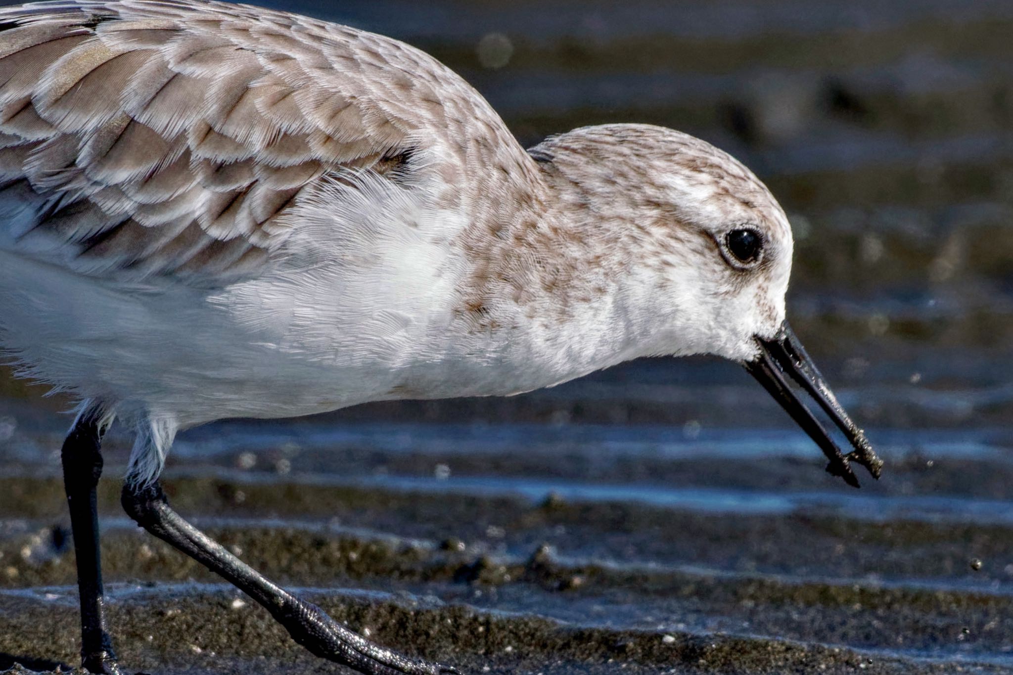 Sanderling