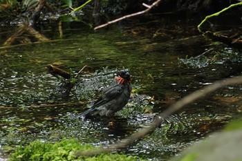 ウソ 野辺山高原 2023年9月2日(土)