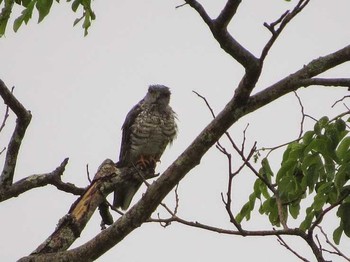 African Cuckoo-Hawk