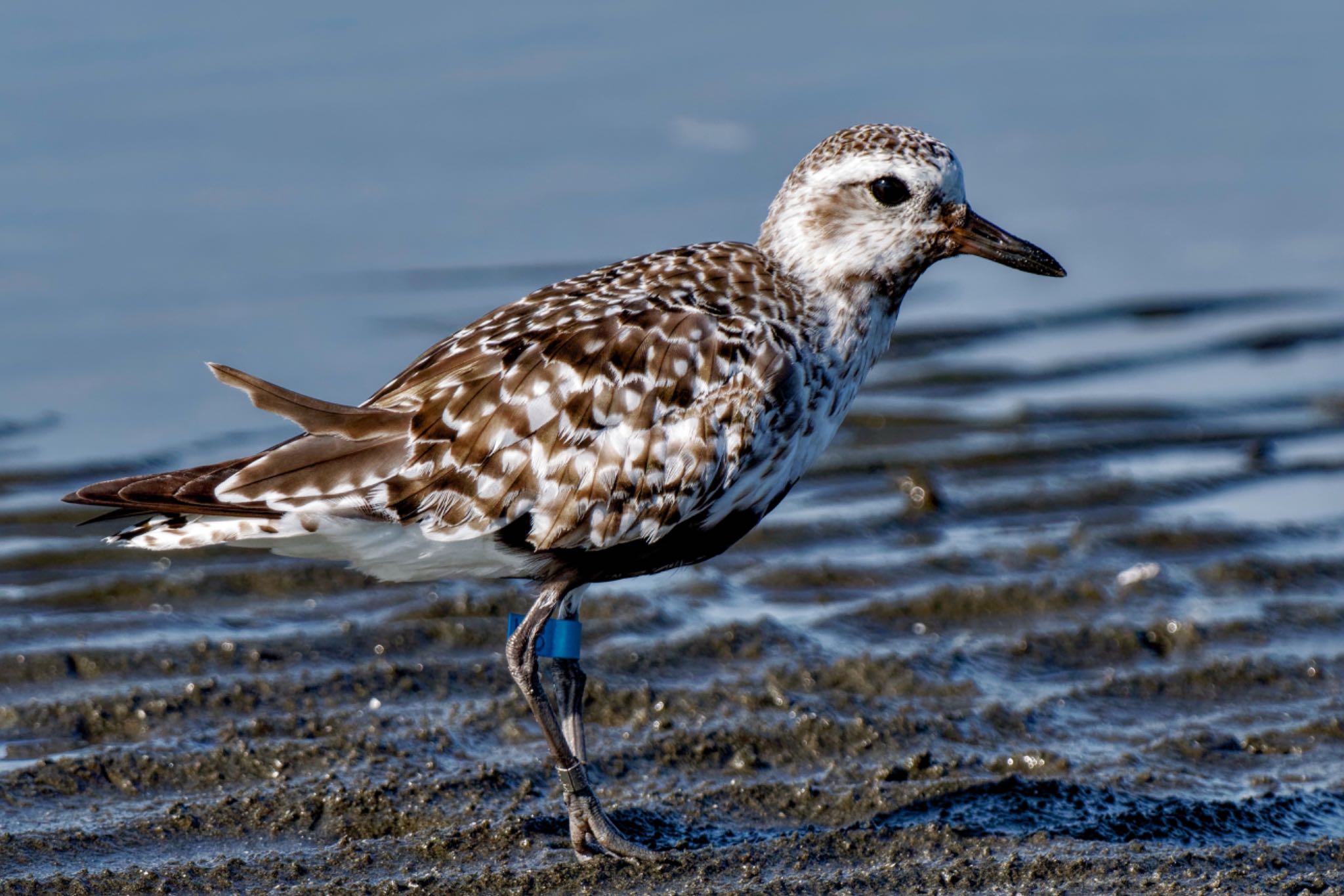 Grey Plover