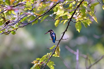 Common Kingfisher 上野台公園（東海市） Wed, 9/13/2023