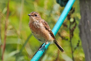 Amur Stonechat Kirigamine Highland Thu, 9/14/2023