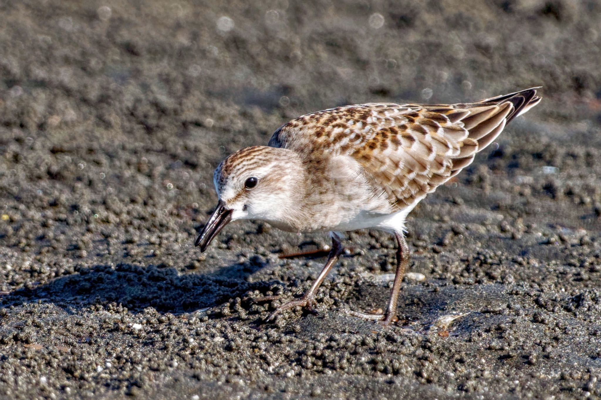 Red-necked Stint