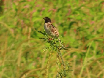 Ochre-rumped Bunting Inashiki Sun, 9/10/2023