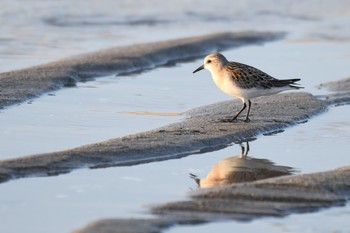 トウネン 場所が不明 2018年9月5日(水)