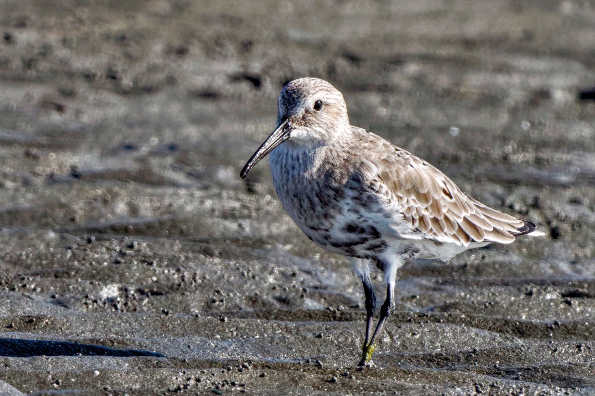 Dunlin