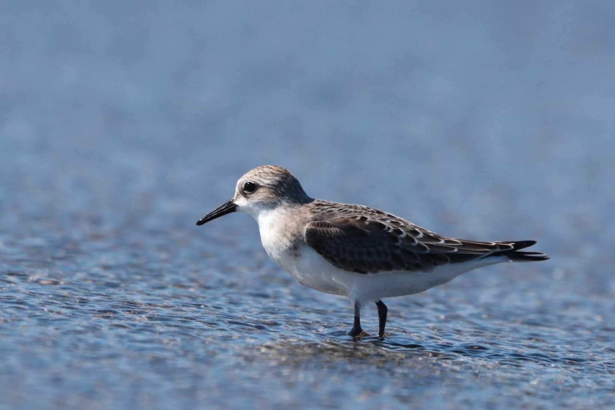 Red-necked Stint