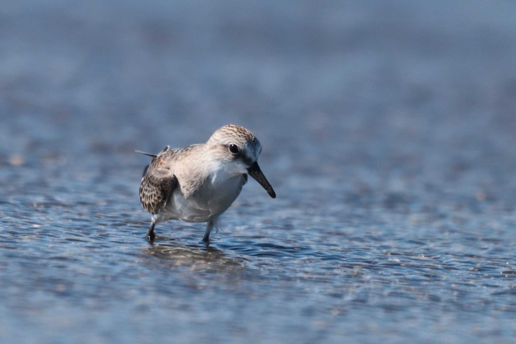 Red-necked Stint