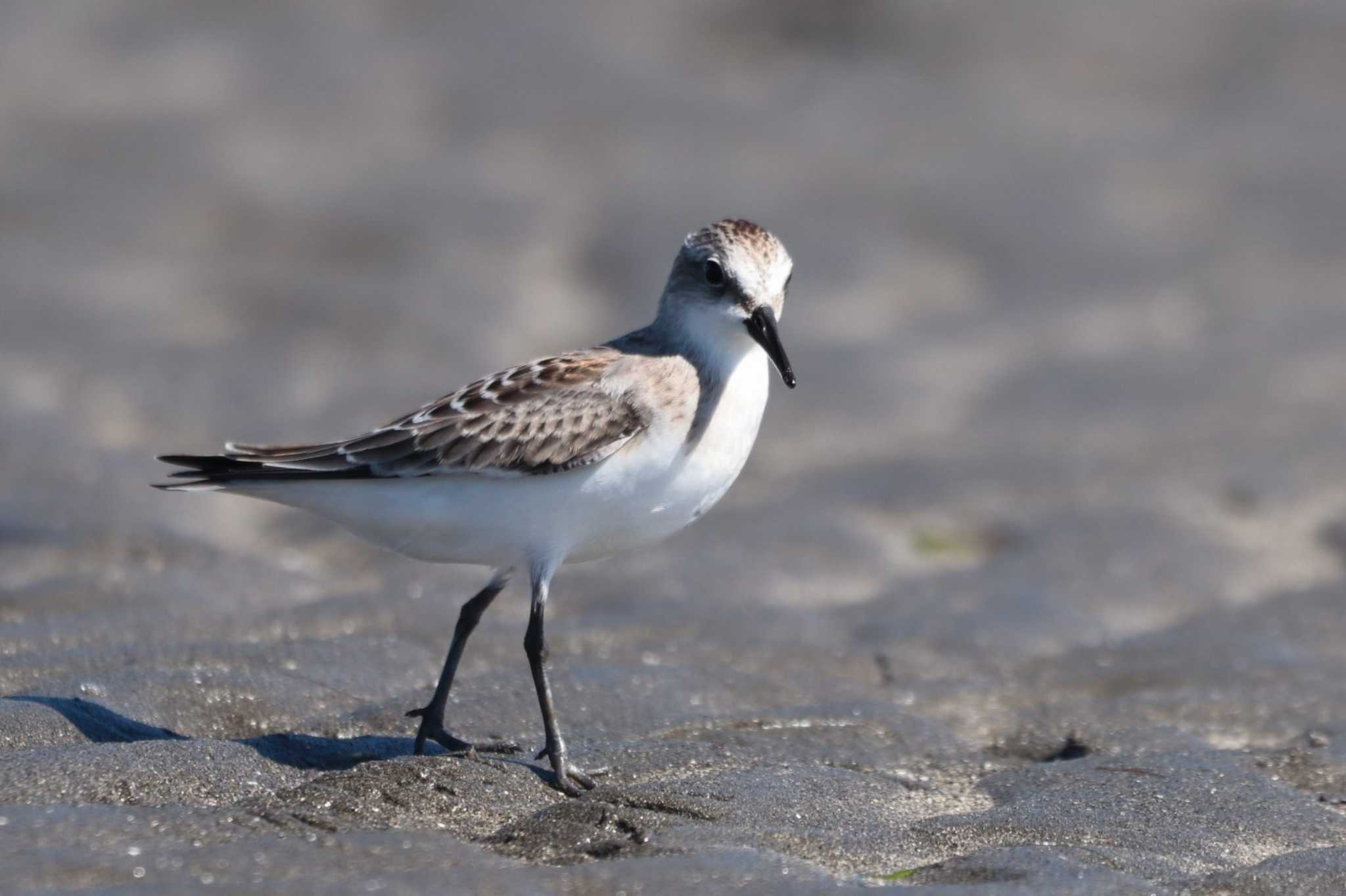 Red-necked Stint