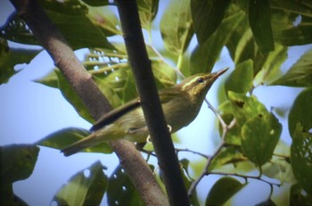 Sakhalin Leaf Warbler 立田山 Mon, 9/28/2015