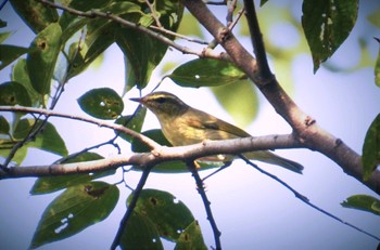 Sakhalin Leaf Warbler 立田山 Mon, 9/28/2015