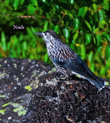 Spotted Nutcracker Unknown Spots Unknown Date