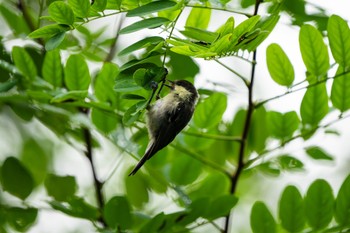 Coal Tit 北海道 厚真 Sat, 9/2/2023