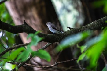 Asian Brown Flycatcher 北海道 厚真 Sat, 9/2/2023