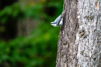 Eurasian Nuthatch 北海道 厚真 Sat, 9/2/2023