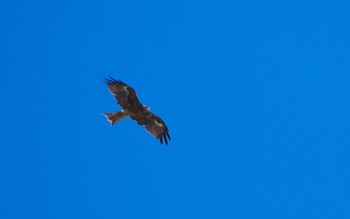 2023年9月15日(金) 泉大津の野鳥観察記録