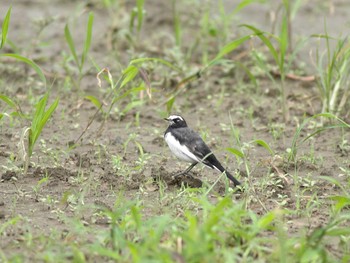 Japanese Wagtail Asaba Biotope Sat, 9/8/2018