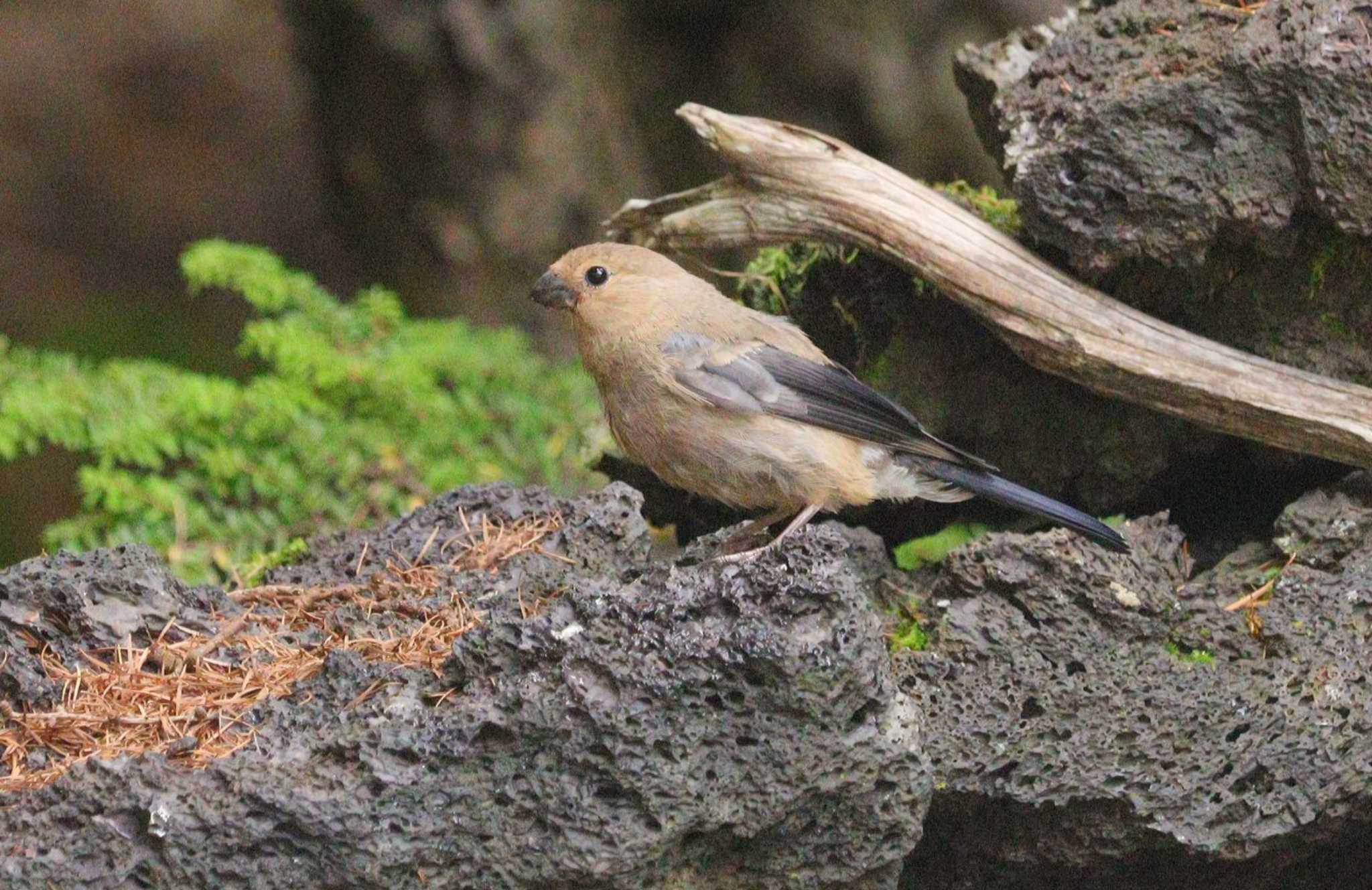 Eurasian Bullfinch