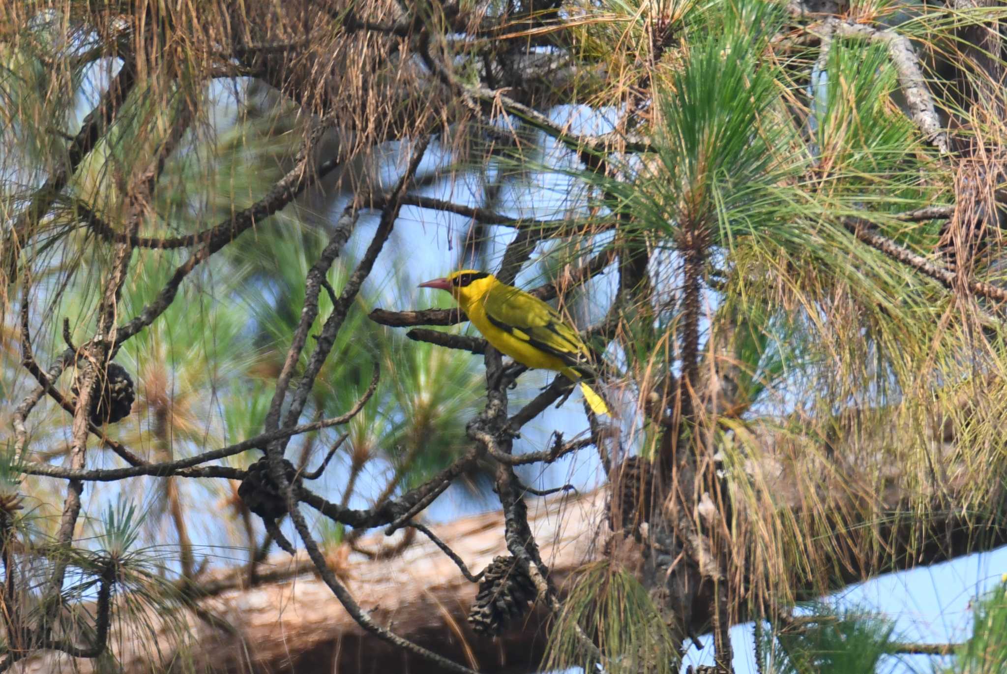 Slender-billed Oriole