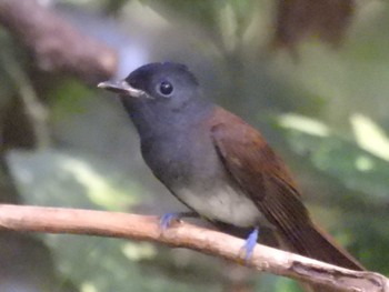 2023年9月15日(金) 京都御苑の野鳥観察記録