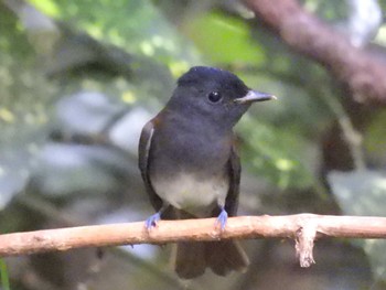 サンコウチョウ 京都御苑 2023年9月15日(金)