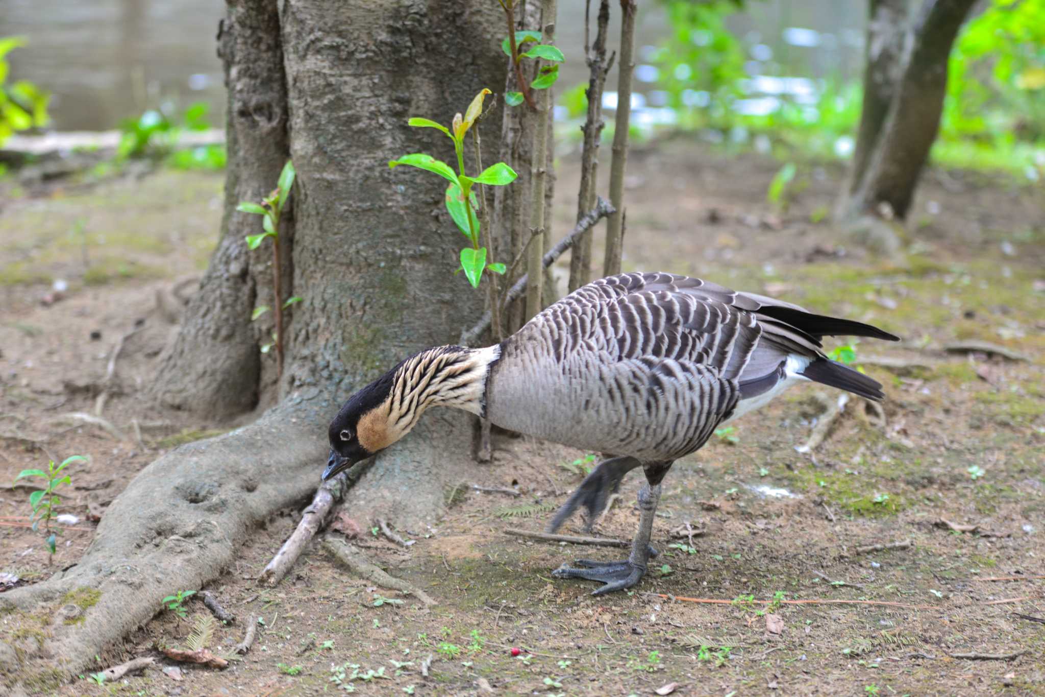 Photo of Nene at  by Yokai