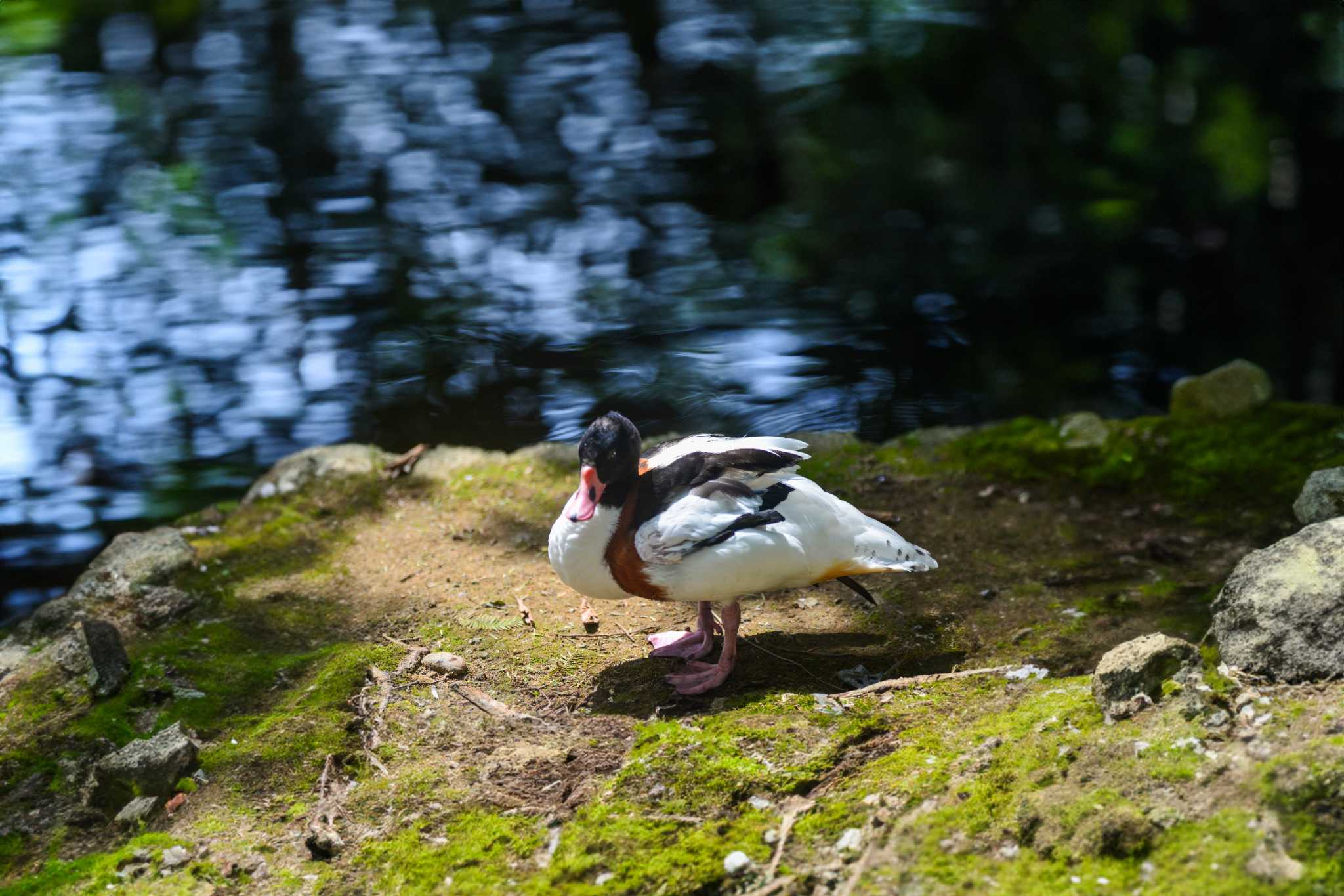 Photo of Common Shelduck at  by Yokai