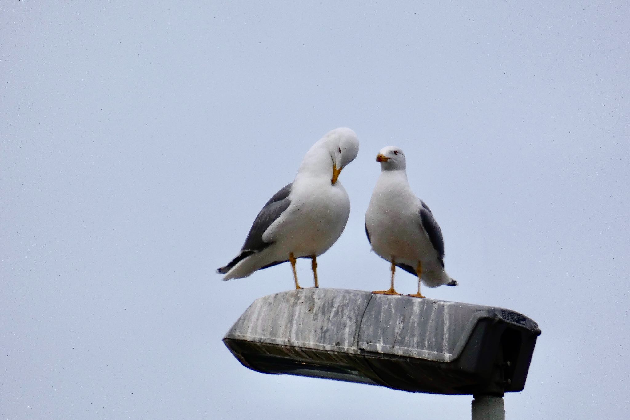 Photo of Yellow-legged Gull at Barcelona,spain by のどか