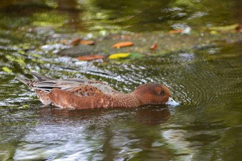 Eurasian Wigeon Unknown Spots Fri, 9/15/2023