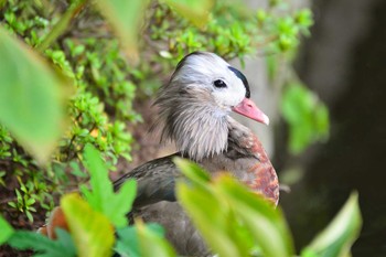 Mandarin Duck Unknown Spots Fri, 9/15/2023